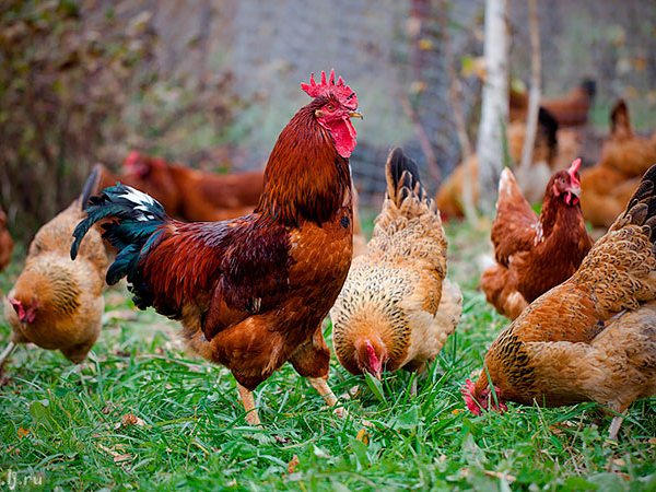 Породы куриц | ЗооТом - продажа, вязка и услуги для животных в Кусе