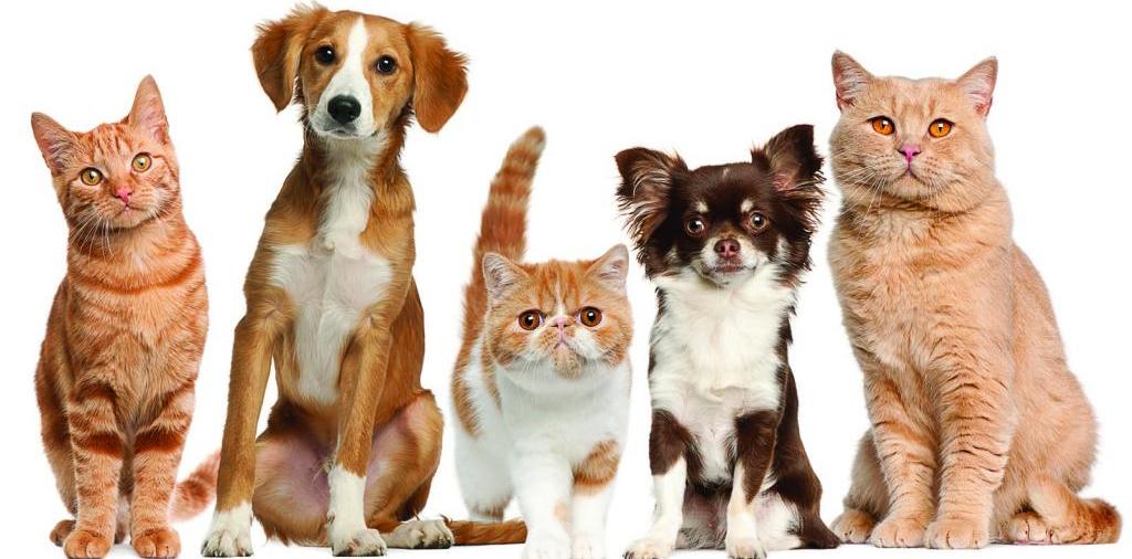 Доска объявлений о животных | ЗооТом - продажа, вязка и услуги для животных в Кусе