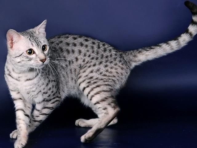 Породы кошек в Кусе | ЗооТом портал о животных
