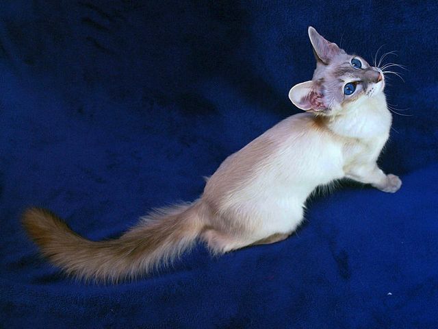 Выведенные породы кошек в Кусе | ЗооТом портал о животных