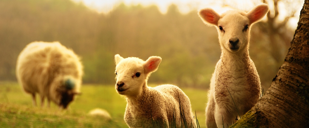 Объявления о сельскохозяйственных животных | ЗооТом - продажа, вязка и услуги для животных в Кусе