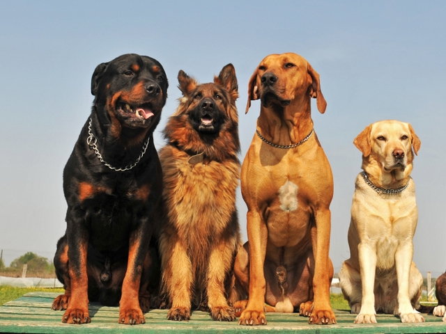 Крупные породы собак в Кусе | ЗооТом портал о животных