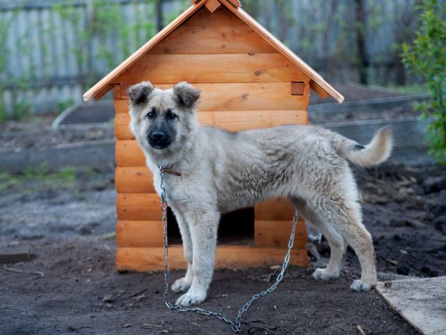 Все о собаках в Кусе Все о собаках в Кусе